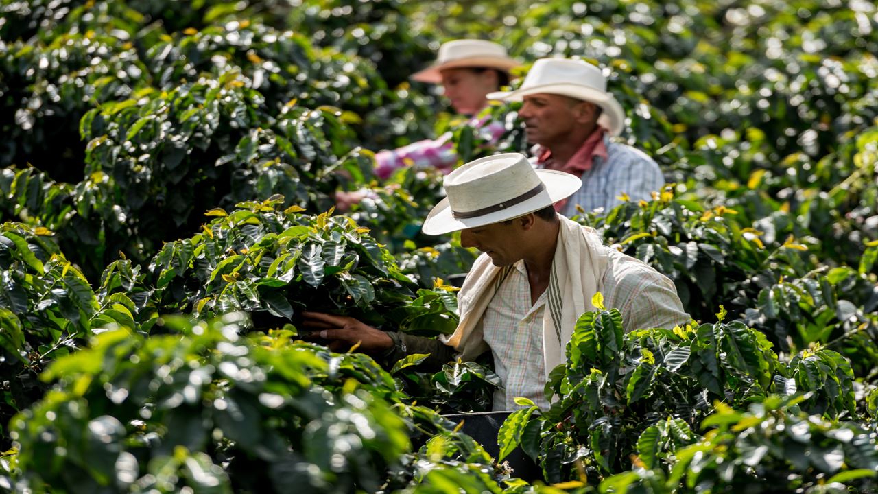 Colômbia Essencial Em 8 Dias: Bogotá E A Região Cafeeira foto 3