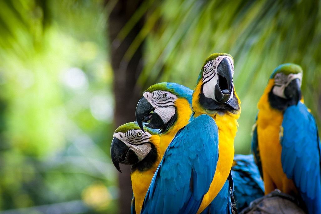 Classic Tour Peru And Amazon Jungle foto 1