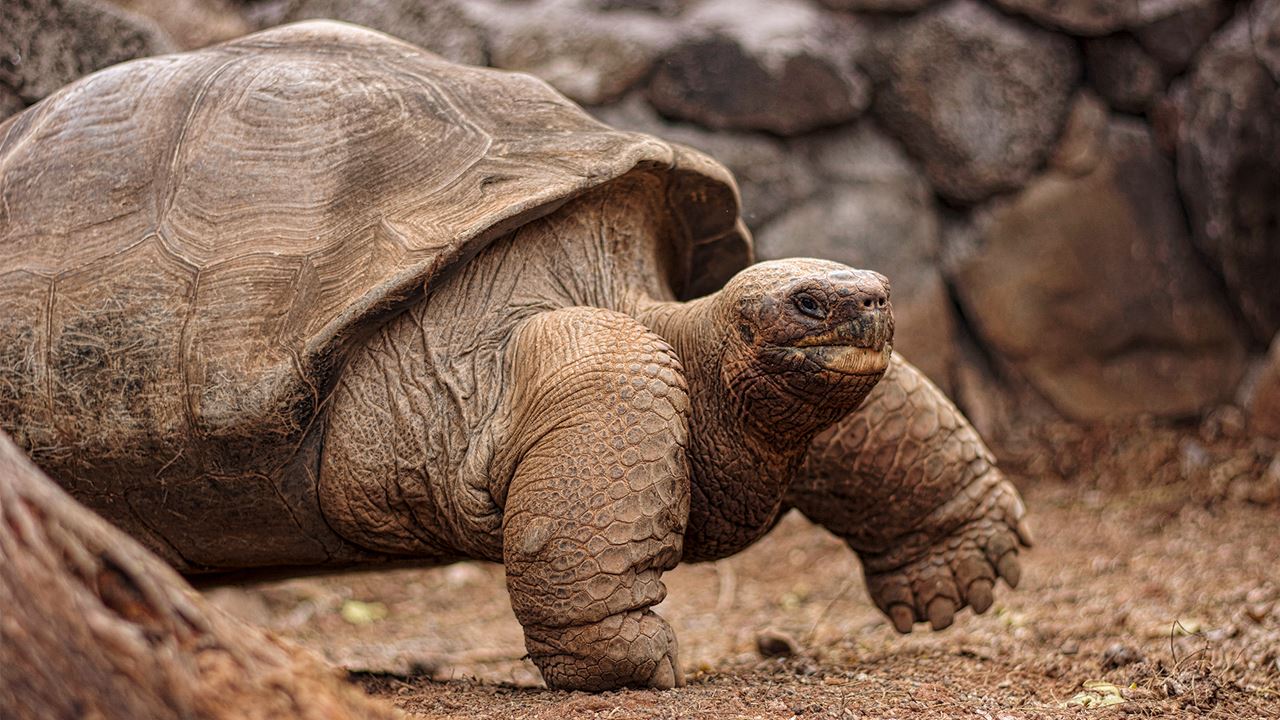 Charles-darwin-forschungsstation: Das Wissenschaftliche Herzstück Der Galapagosinseln foto 4