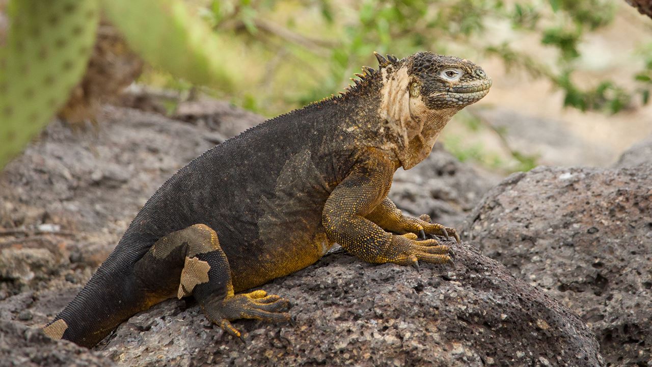 Charles-darwin-forschungsstation: Das Wissenschaftliche Herzstück Der Galapagosinseln foto 2