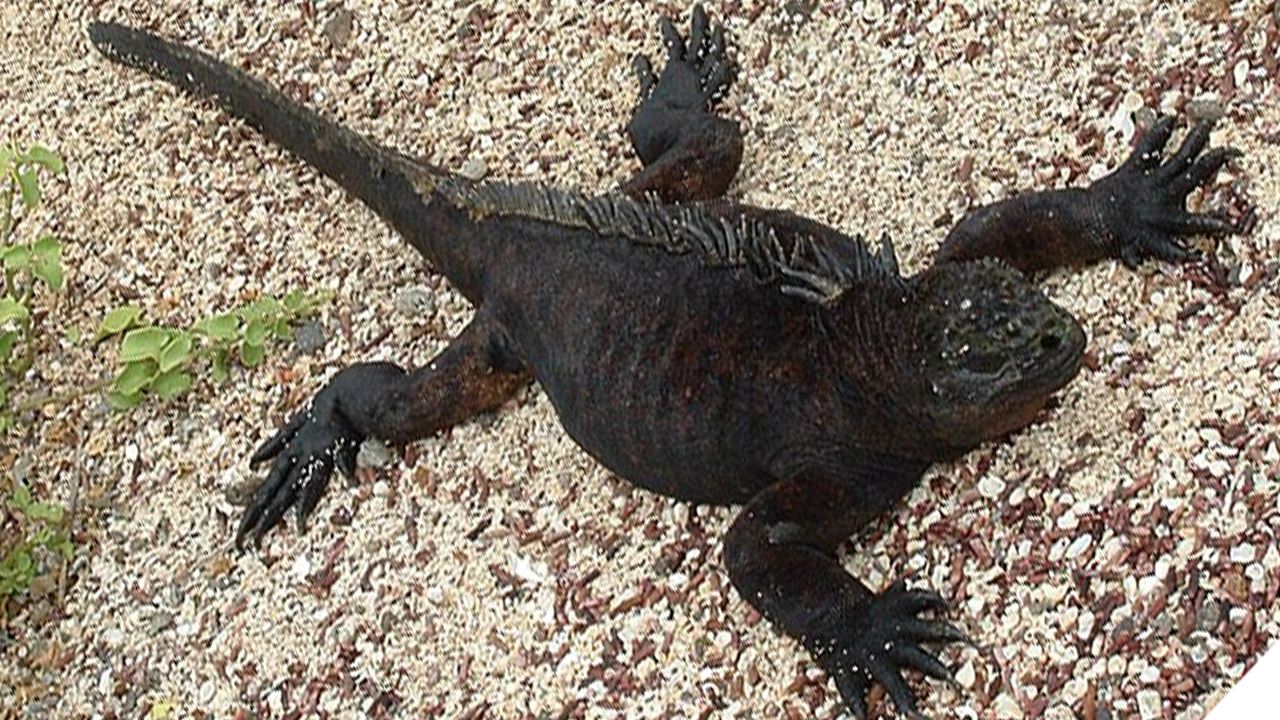 Charles-darwin-forschungsstation: Das Wissenschaftliche Herzstück Der Galapagosinseln foto 13