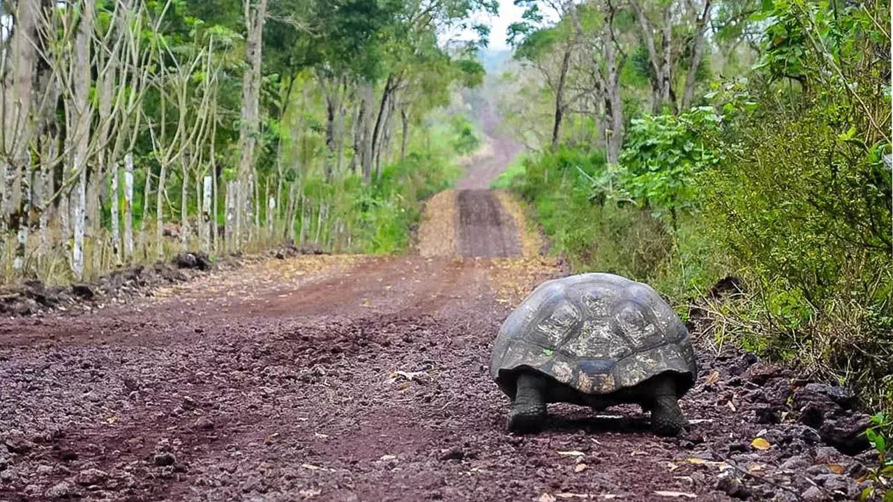 Charles-darwin-forschungsstation: Das Wissenschaftliche Herzstück Der Galapagosinseln foto 12