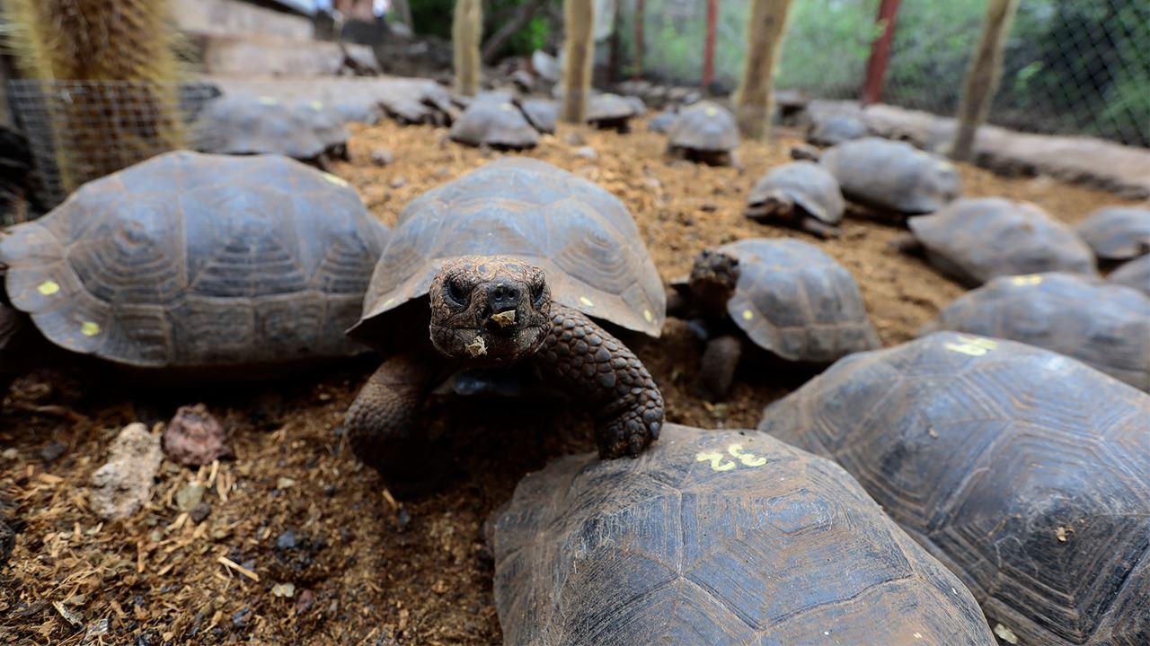 Charles-darwin-forschungsstation: Das Wissenschaftliche Herzstück Der Galapagosinseln foto 6