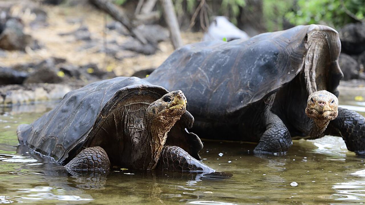 Charles-darwin-forschungsstation: Das Wissenschaftliche Herzstück Der Galapagosinseln foto 11