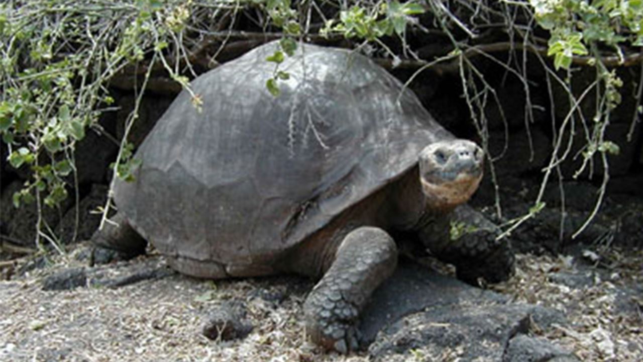 Charles-darwin-forschungsstation: Das Wissenschaftliche Herzstück Der Galapagosinseln foto 5