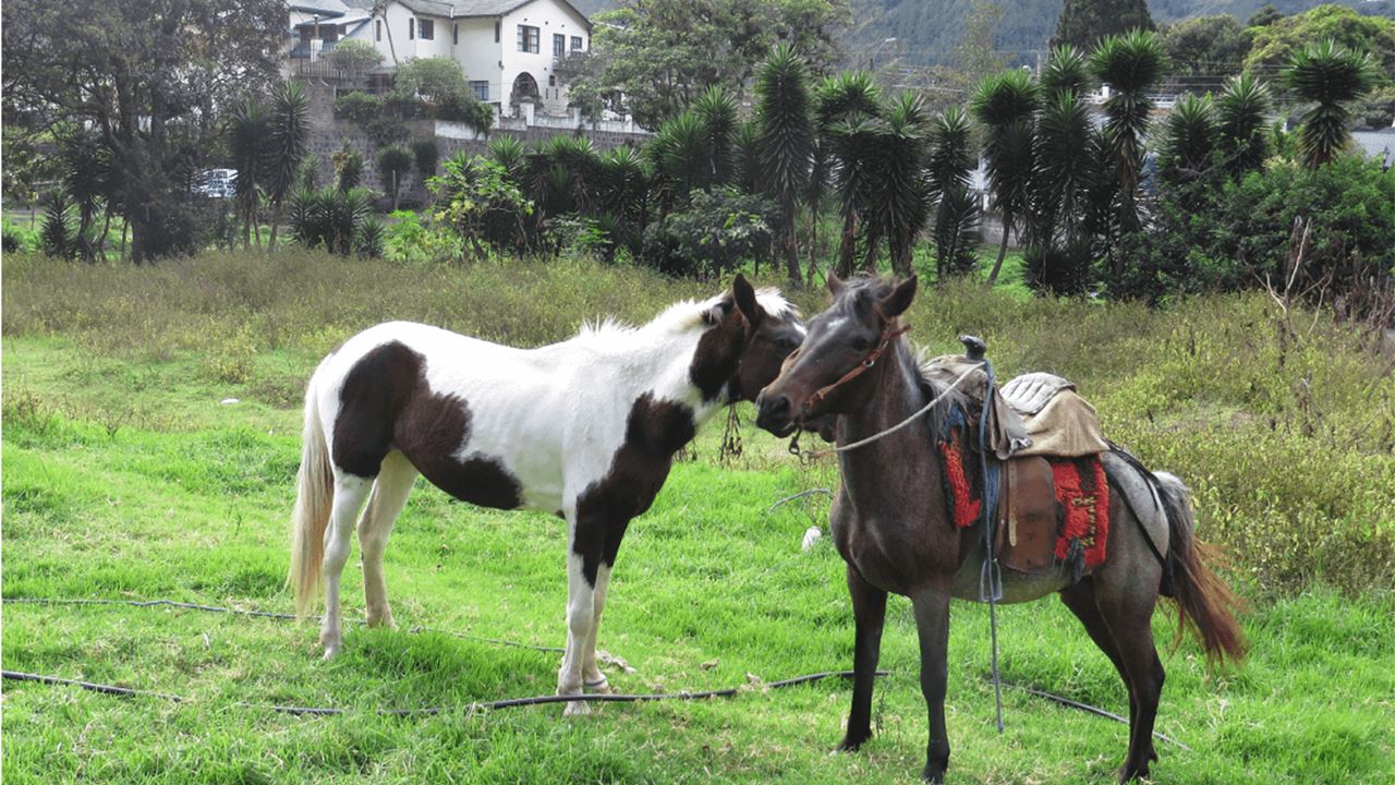 Cavalgada Sob O Tungurahua: Aventura Em Nahuazo foto 5