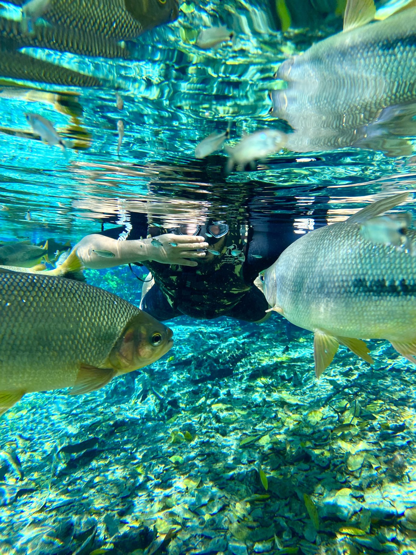 Natürliches Aquarium – Schwimmkörper foto 5