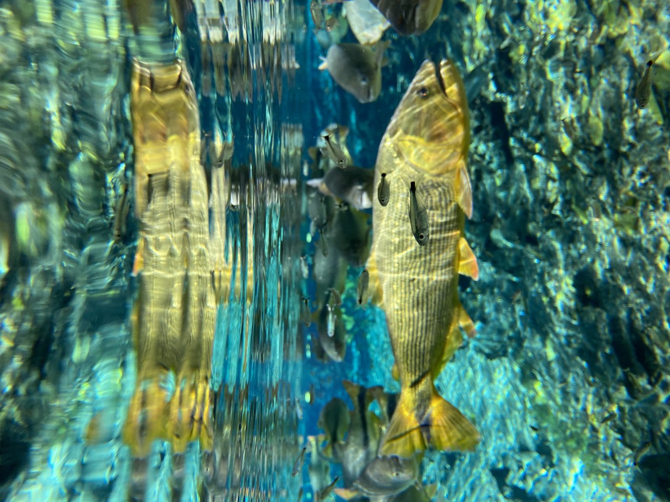 Natürliches Aquarium – Schwimmkörper foto 7