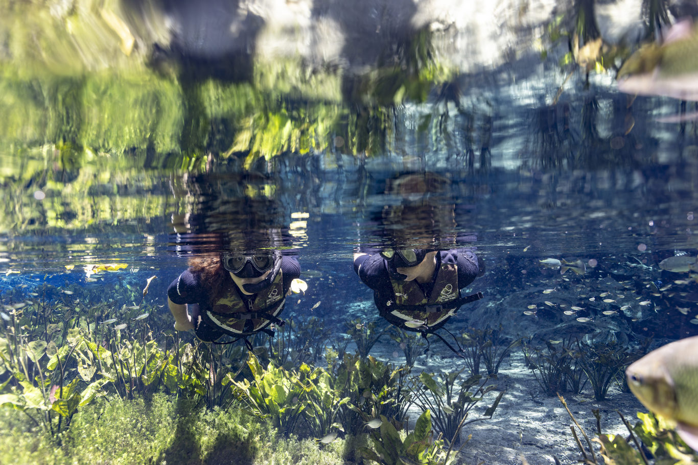 Natürliches Aquarium – Schwimmkörper foto 3