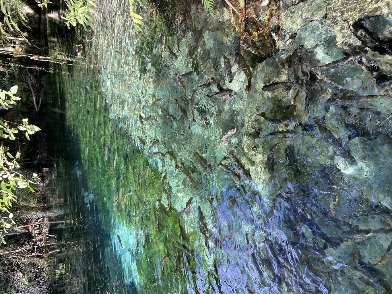 Natürliches Aquarium – Schwimmkörper foto 8