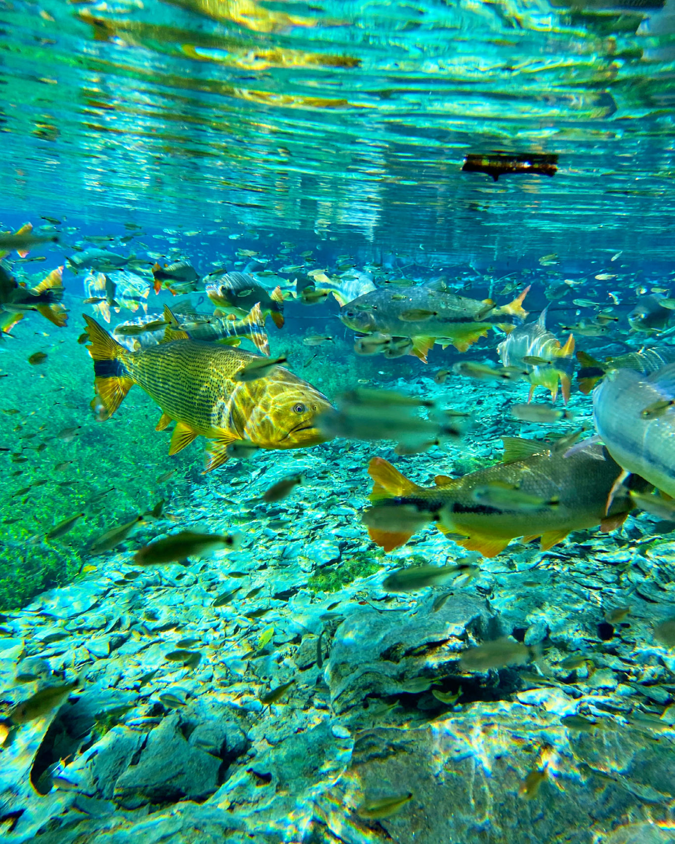 Natürliches Aquarium – Schwimmkörper foto 4