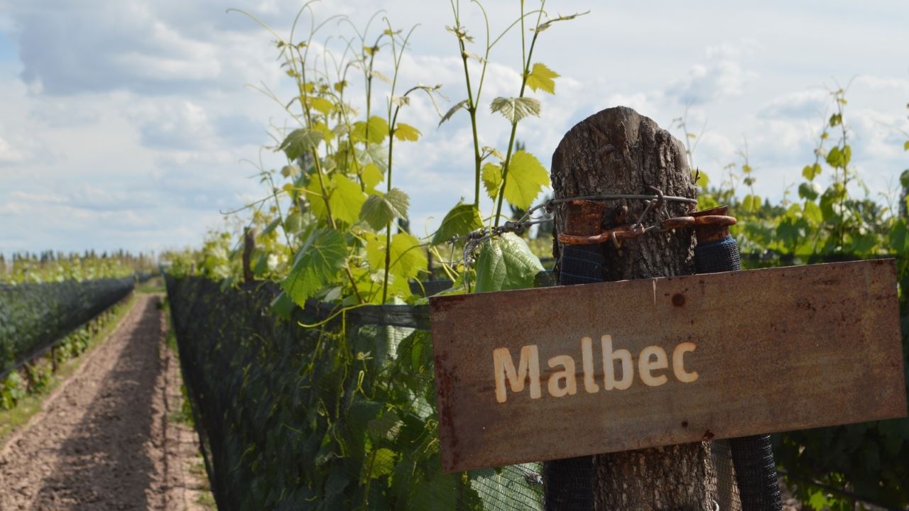 Tour A Bodegas Con Degustación De Vinos Y Almuerzo (5)