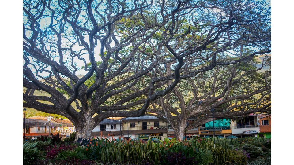 Visita Guiada Ao Jardim foto 3