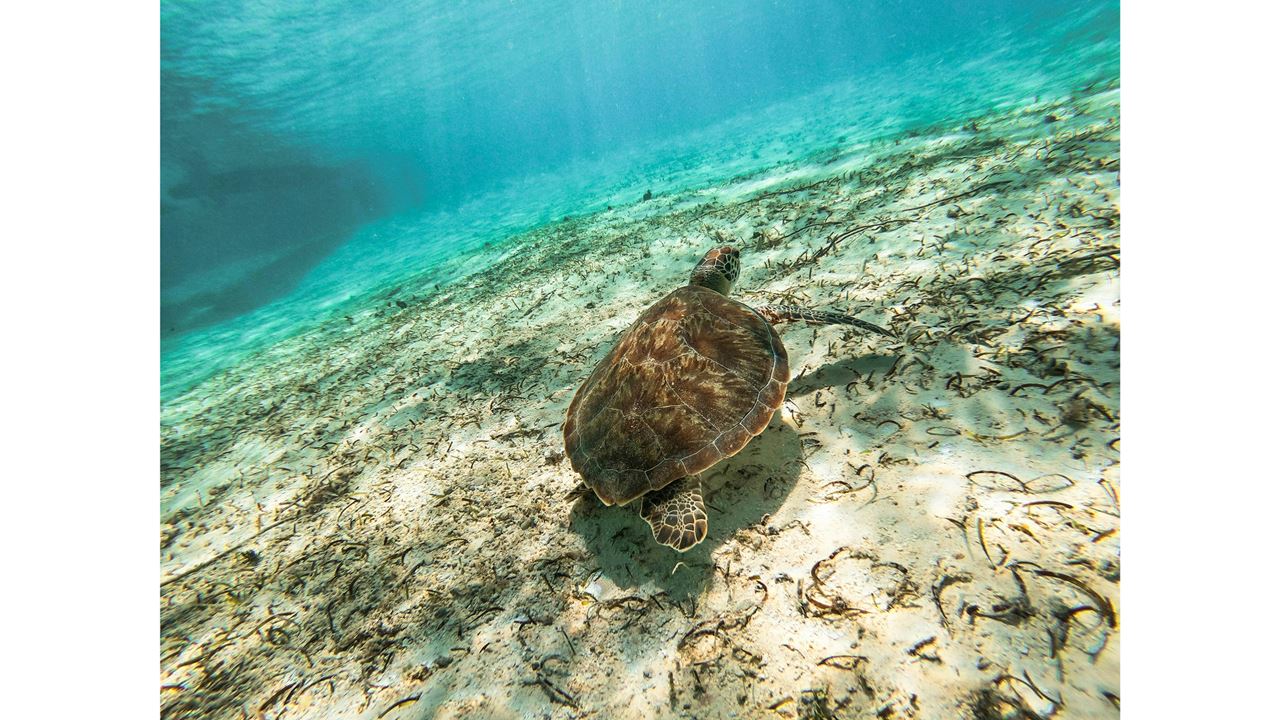 Passeio Para Johnny Cay E Aquário Natural foto 3