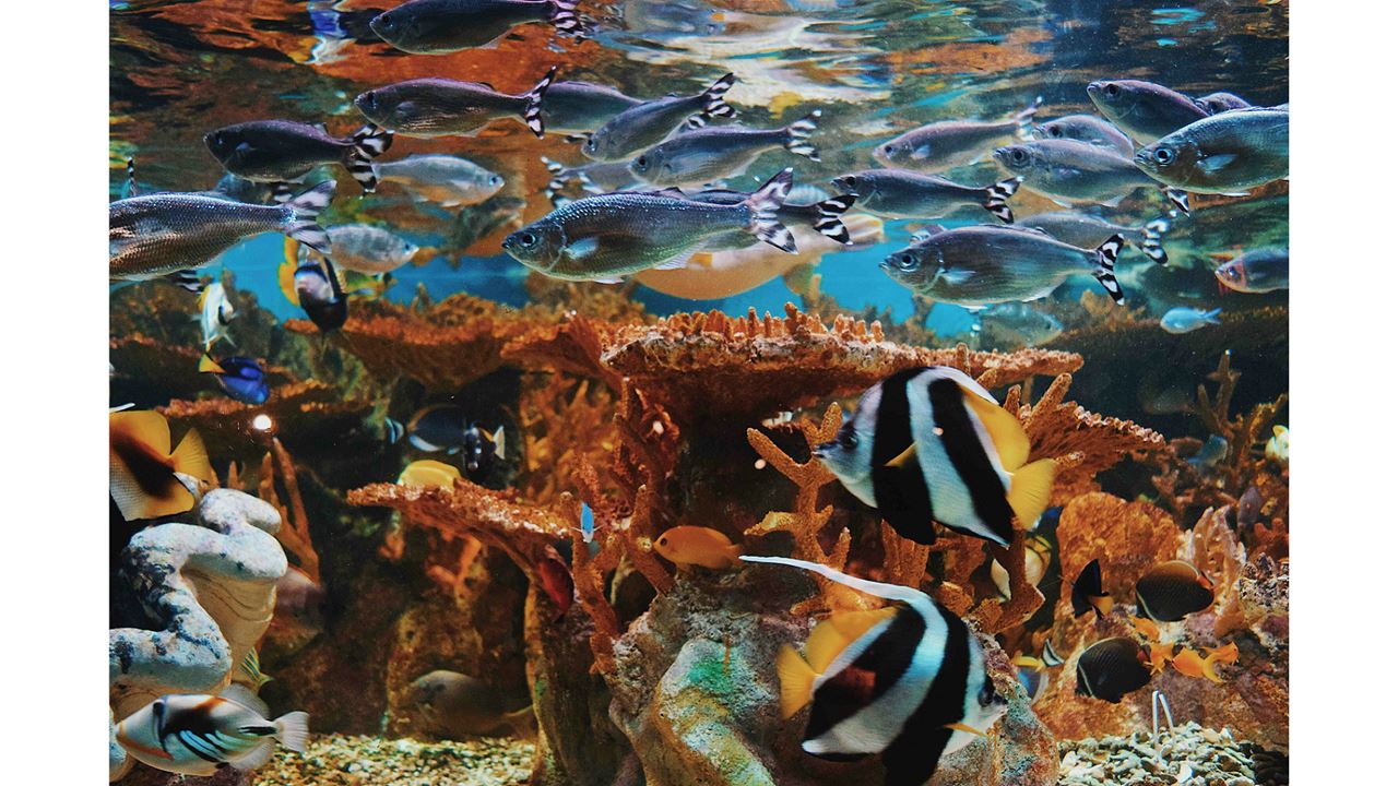 Passeio Para Johnny Cay E Aquário Natural foto 4