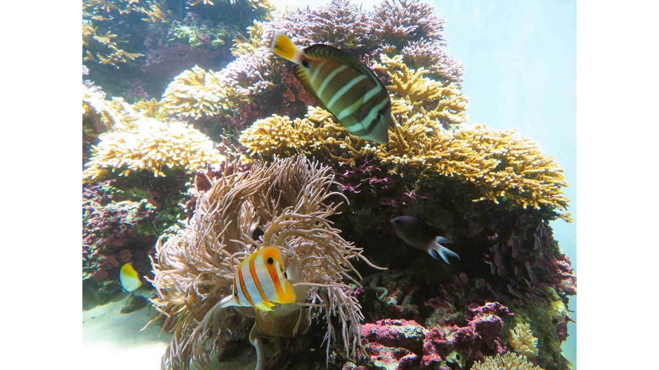 Passeio Para Johnny Cay E Aquário Natural foto 6