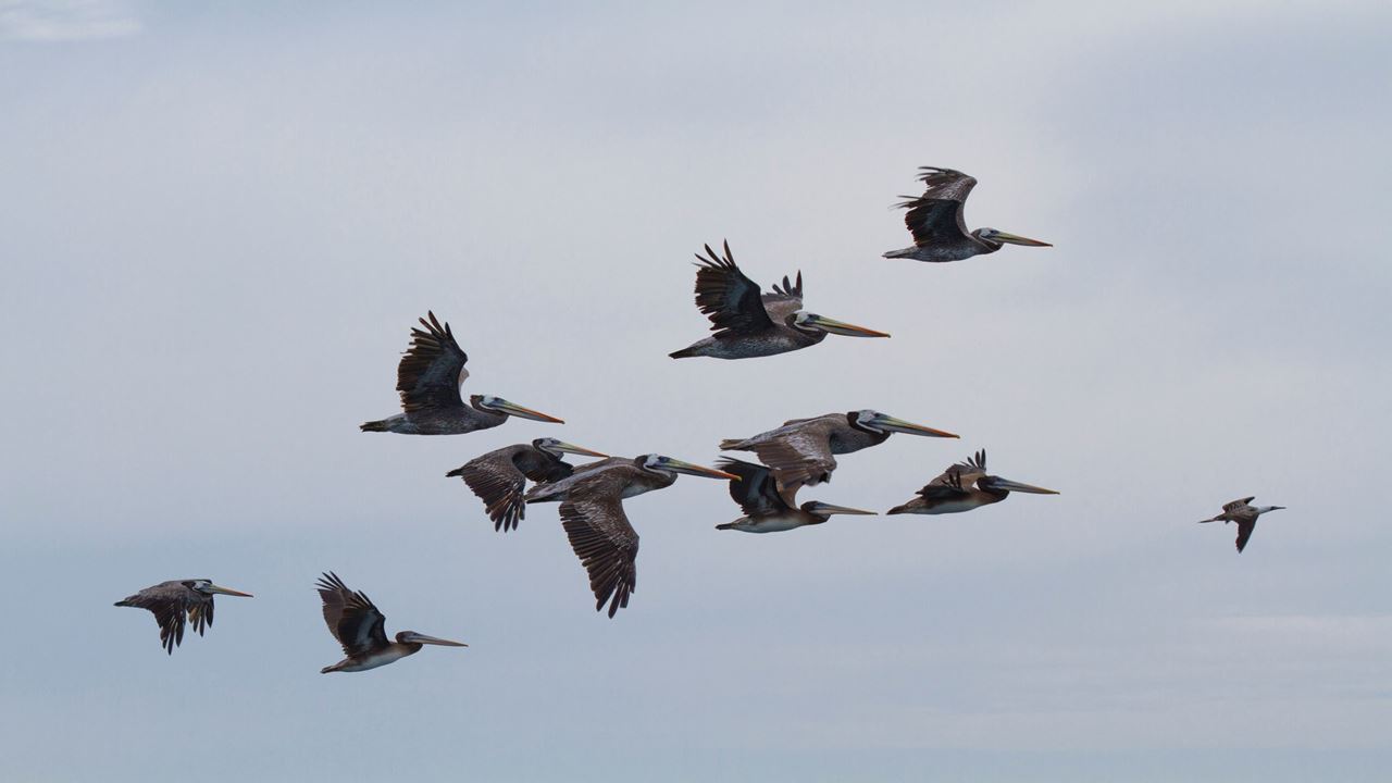 National Reserve Half Day Tour foto 6