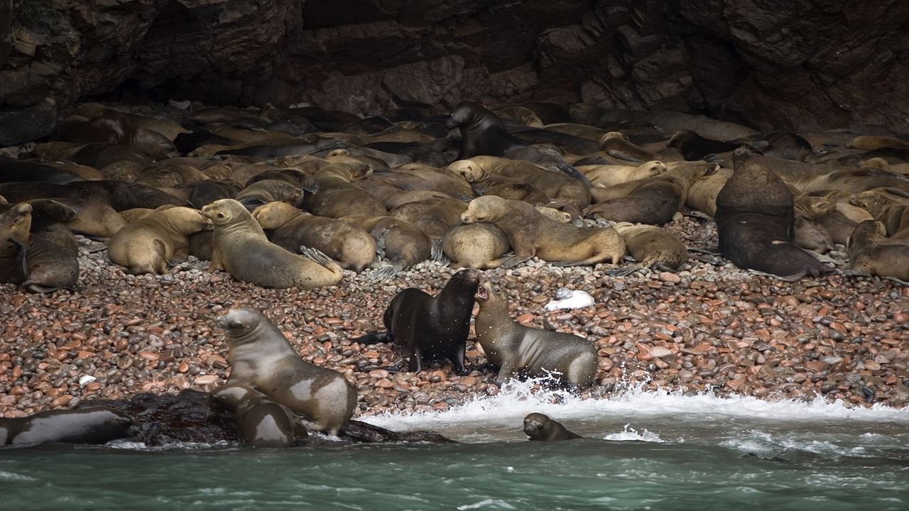 Passeio Pelas Ilhas Ballestas foto 8