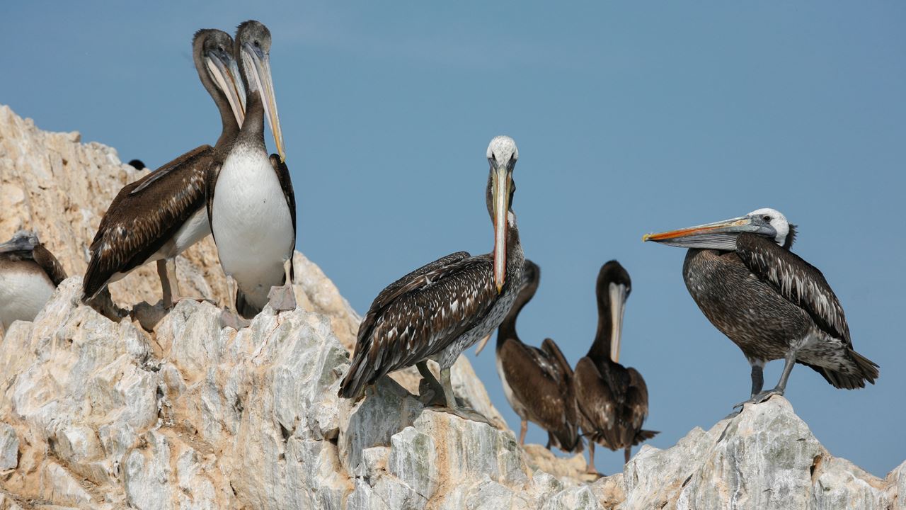 Passeio Pelas Ilhas Ballestas foto 2