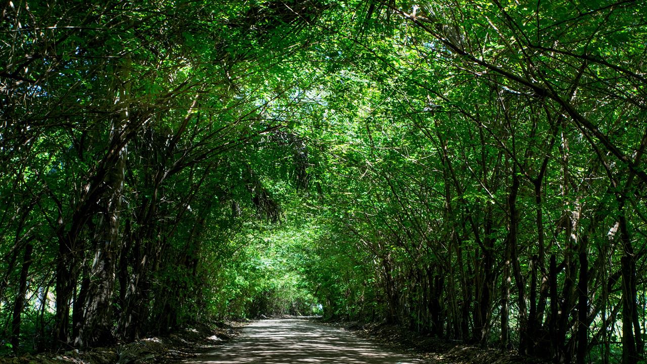 Tour A São Miguel Dos Milagres foto 6