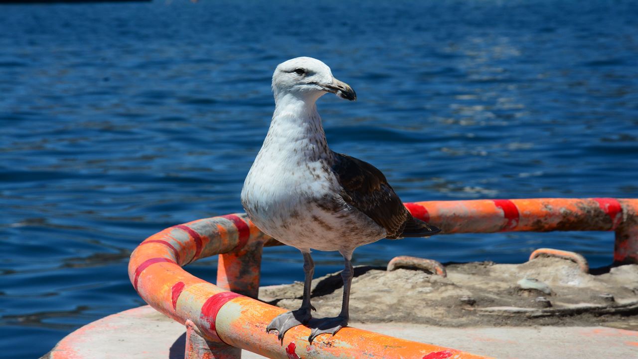 Tour A Valparaíso Y Viña Del Mar. (27)