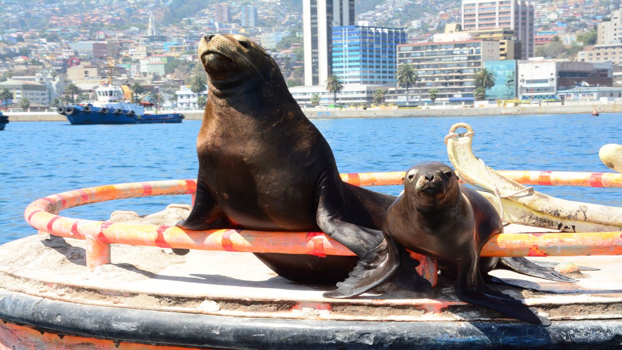 Tour A Valparaíso Y Viña Del Mar. (11)