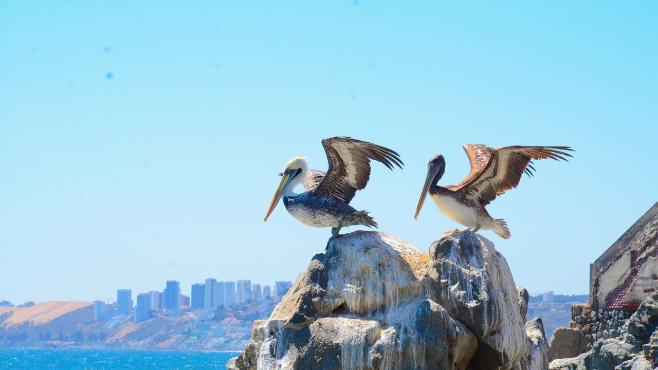 Tour A Valparaíso Y Viña Del Mar. (28)