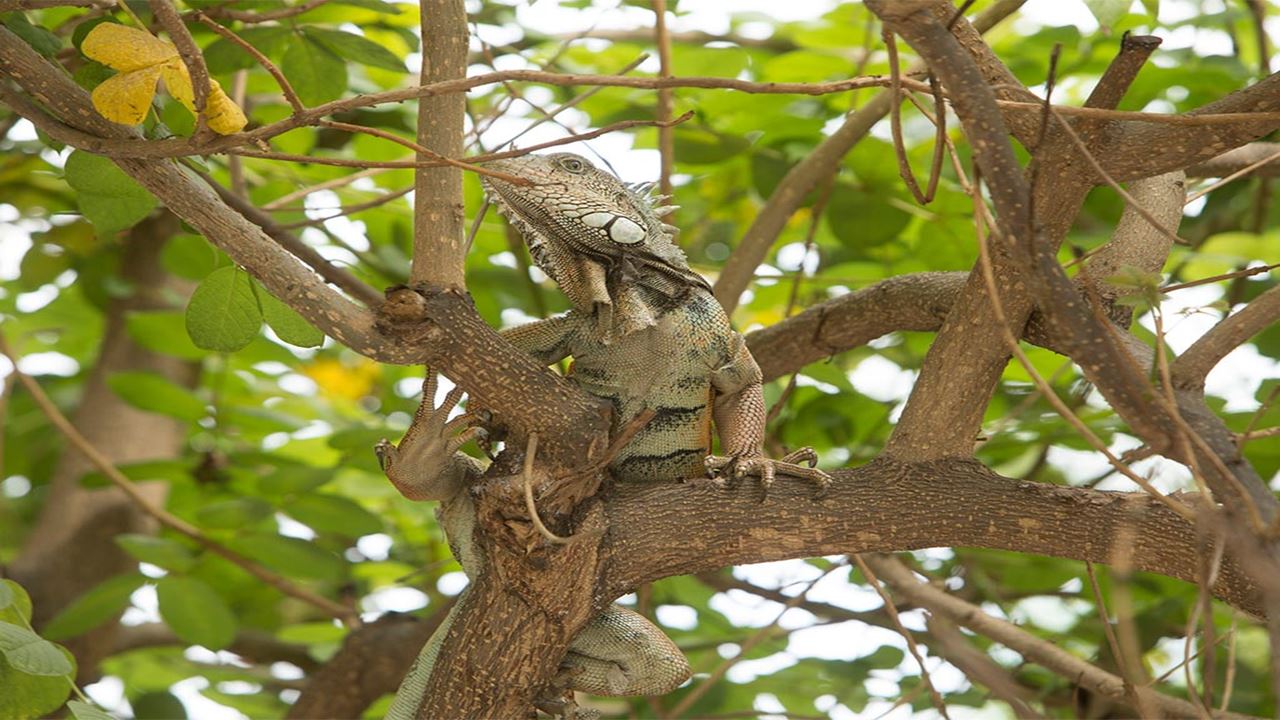 Tour Al Bosque Humedo San Sebastian foto 7