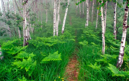 Tour Al Bosque Humedo San Sebastian foto 1