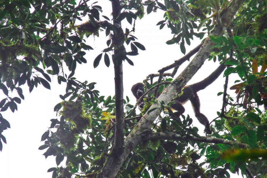 Tour Al Bosque Humedo San Sebastian foto 10