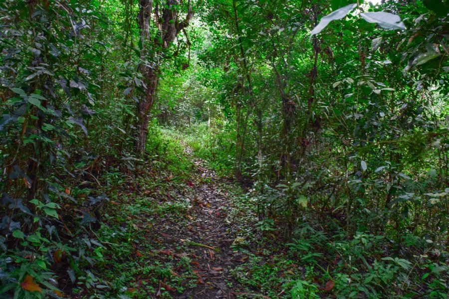 Tour Al Bosque Humedo San Sebastian foto 3