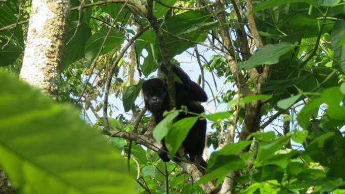 Tour Al Bosque Humedo San Sebastian foto 5