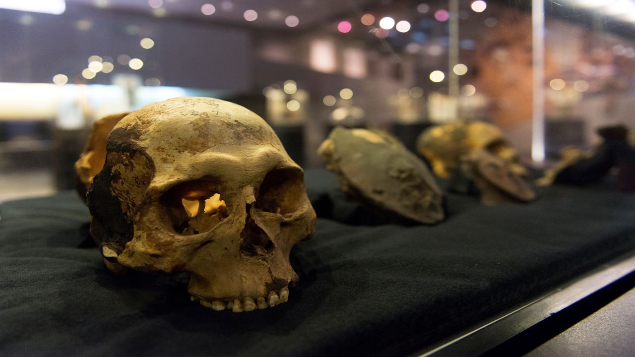 Passeio Arqueológico Ao Vale De Azapa foto 10