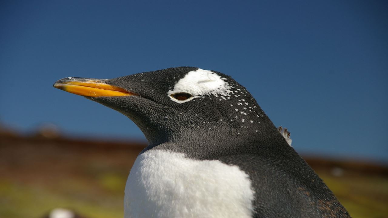 Penguin Watching Tour In Martillo Island (0)