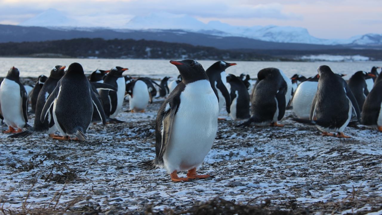Penguin Watching Tour In Martillo Island (8)