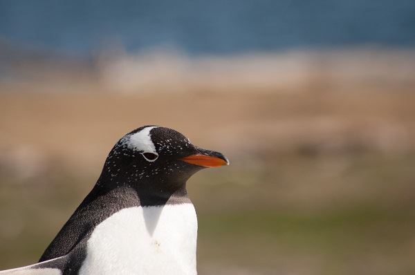 Penguin Watching Tour In Martillo Island (3)