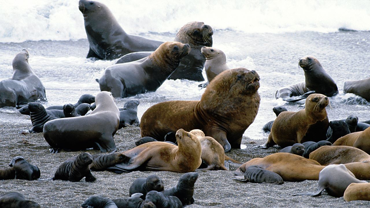 Penguin Watching Tour In Martillo Island (2)