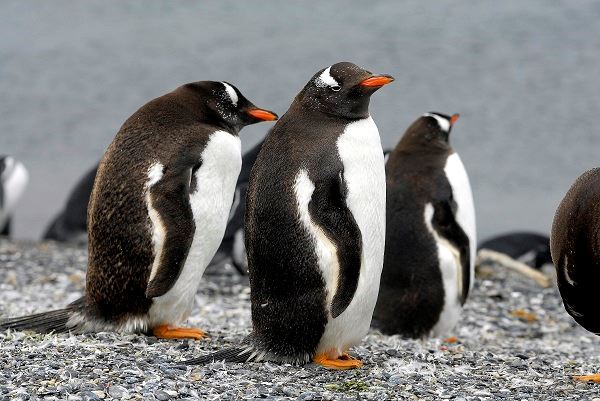 Penguin Watching Tour In Martillo Island (1)