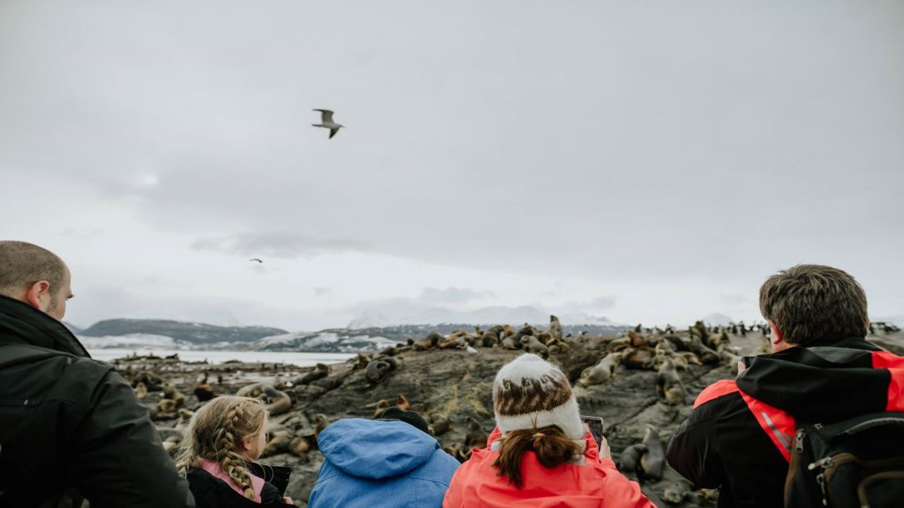 Penguin Watching Tour In Martillo Island (7)