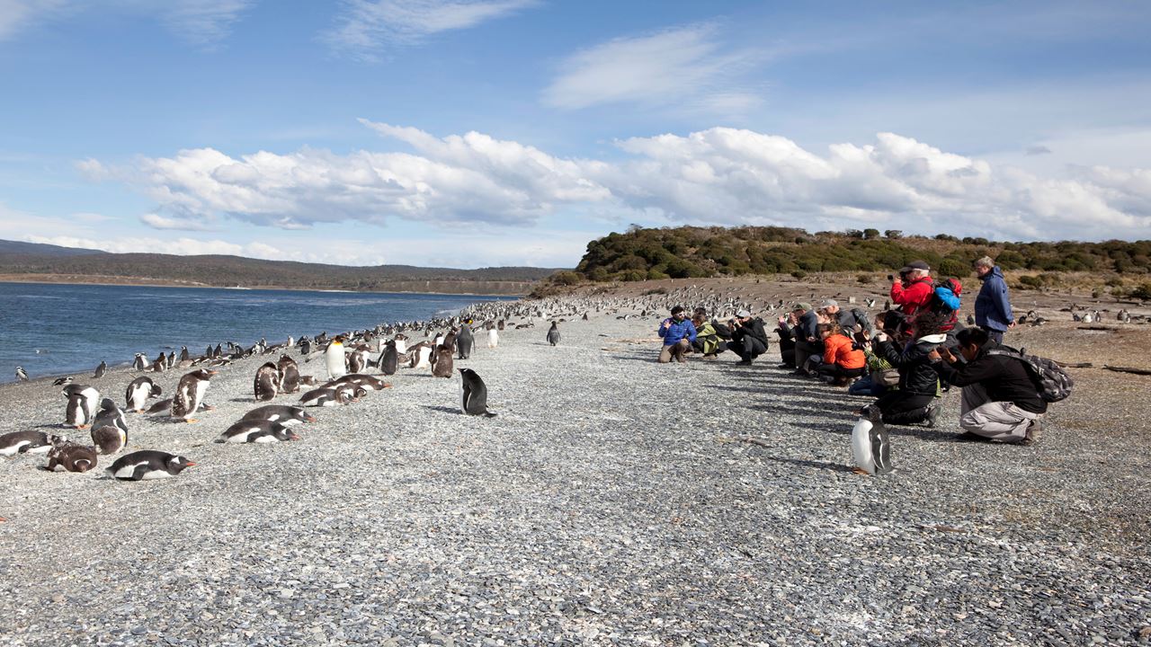 Penguin Watching Tour In Martillo Island (5)