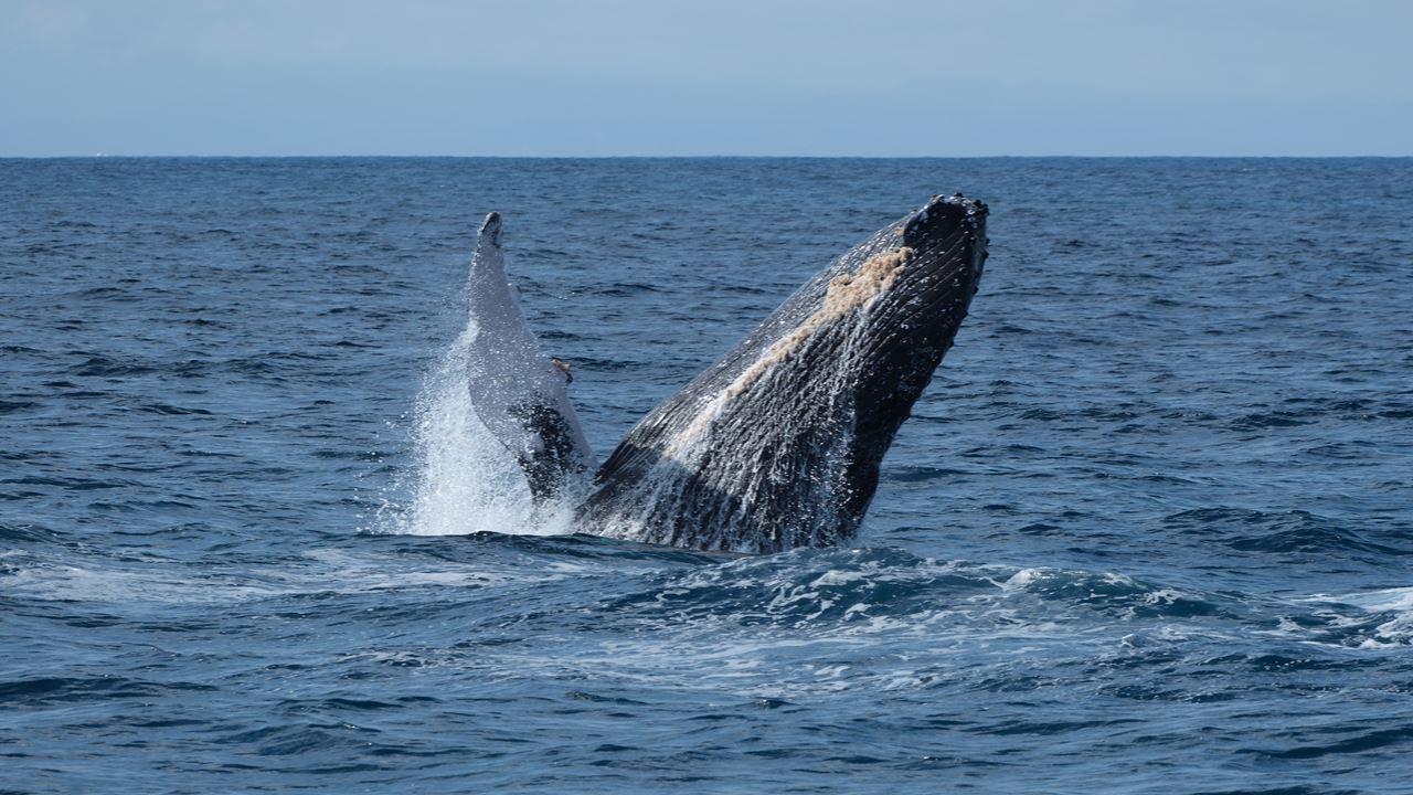 Passeio De Mergulho Na Ilha Silver E Observação De Baleias foto 7