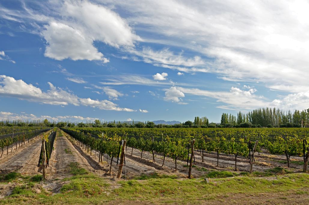 Wine Tasting (1)