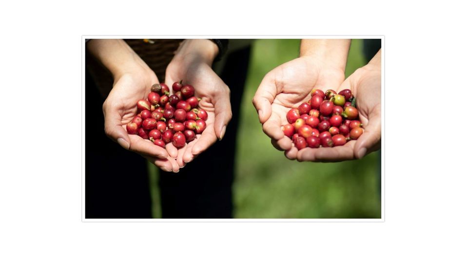 Passeio De Café Em Santa Elena foto 1