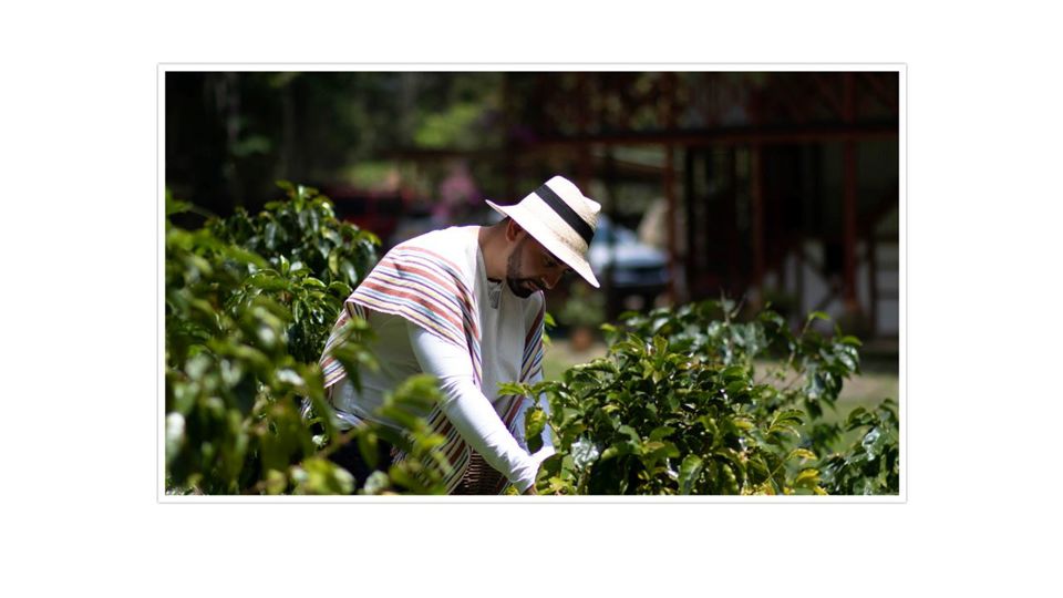 Passeio De Café Em Santa Elena foto 2