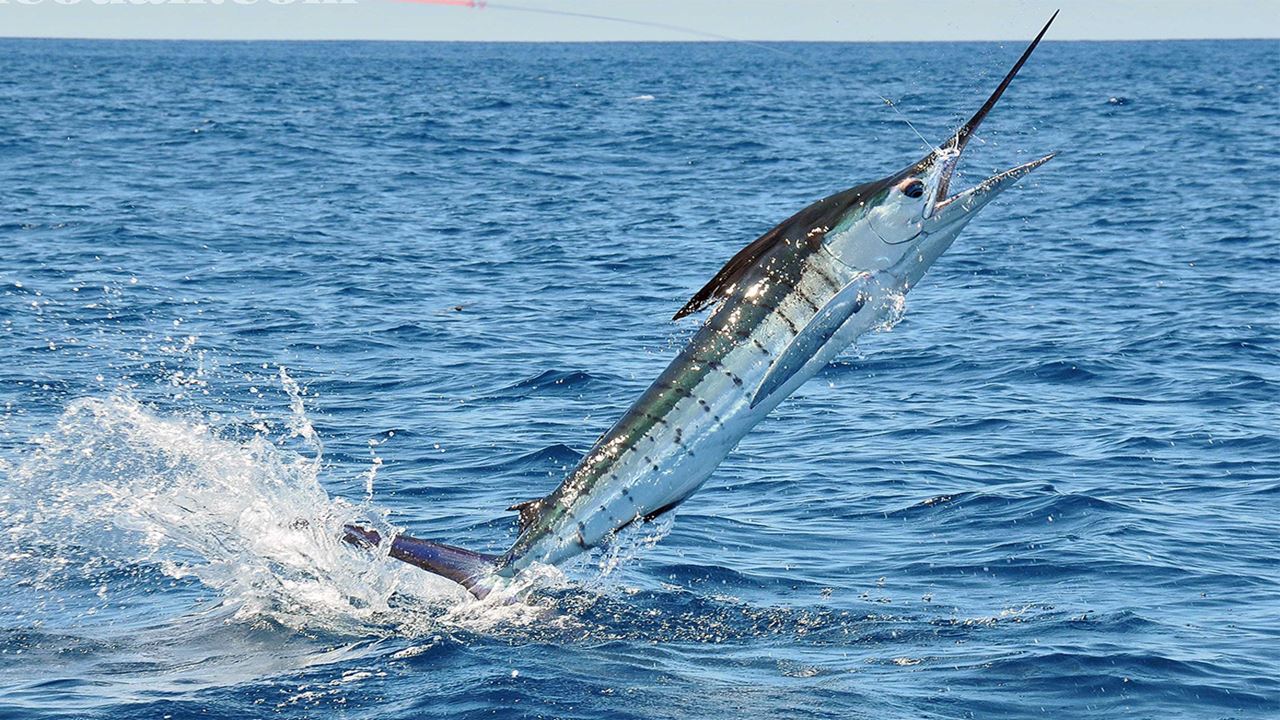 Full Day Fishing Tour foto 1