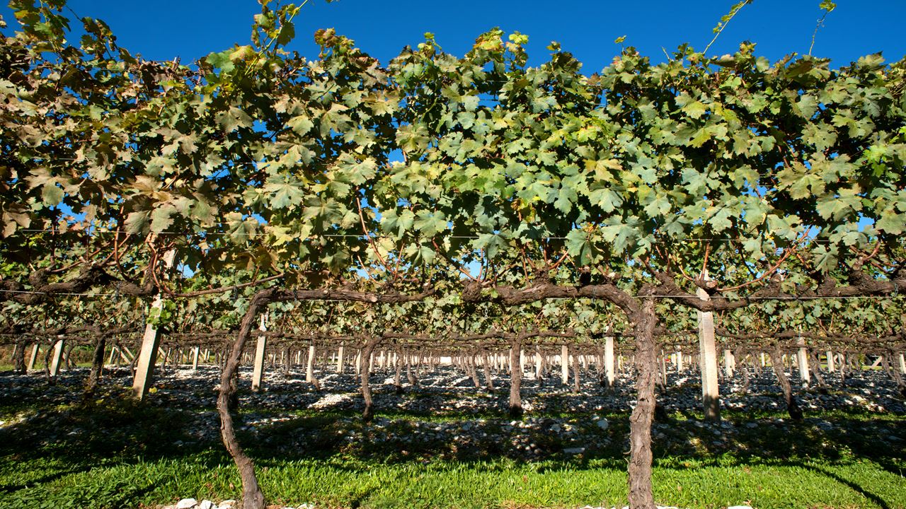 Tour De Uva E Vinho Com Passeio De Trem foto 6