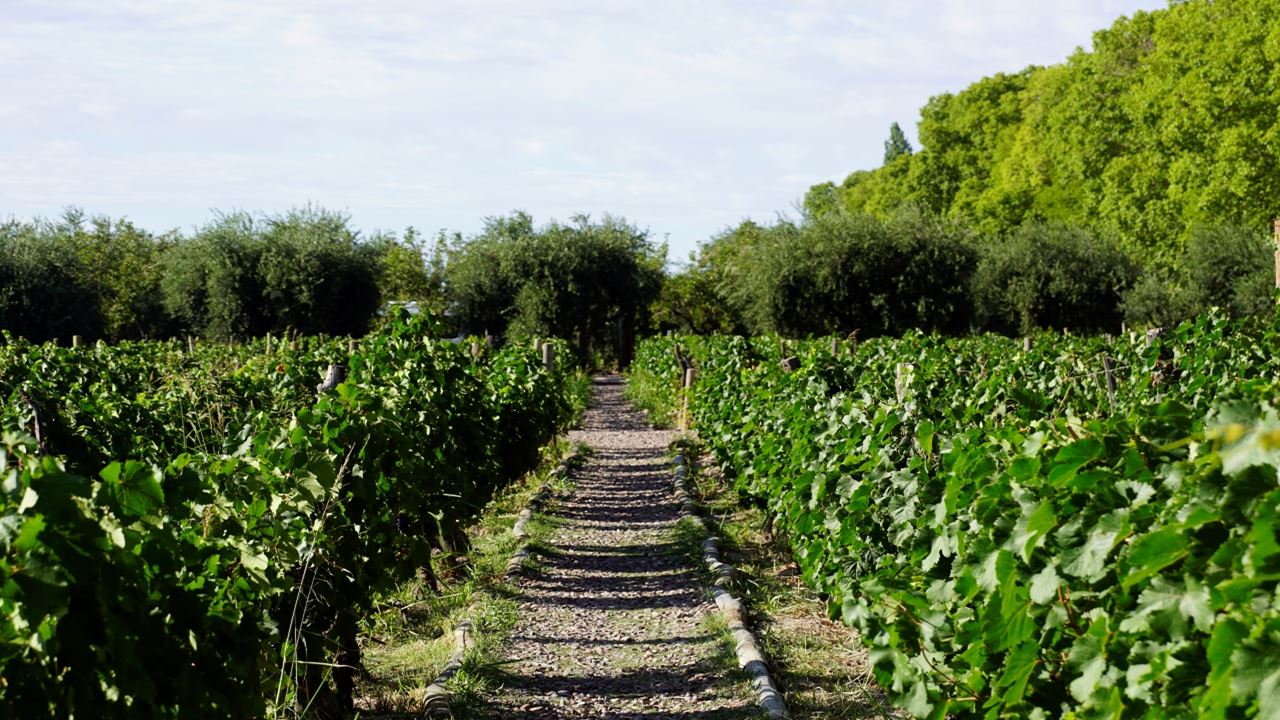 Tour De Vinhos Com Degustação (11)