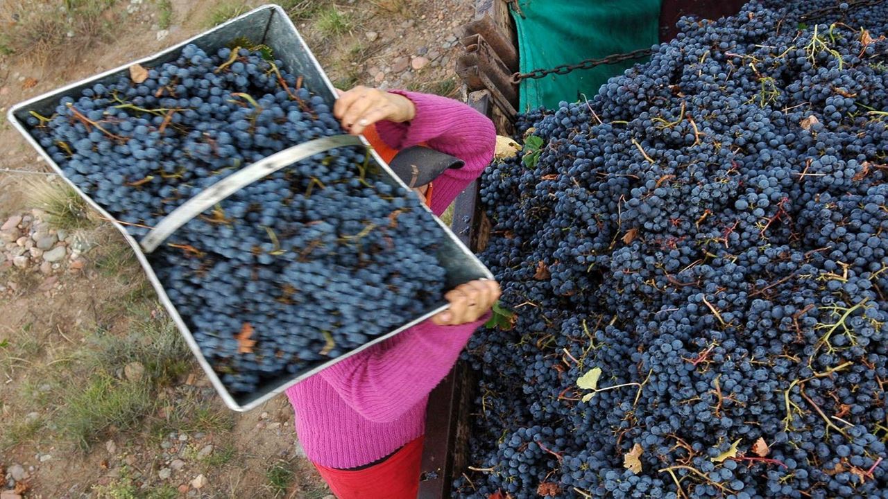Tour De Vinhos Com Degustação (6)