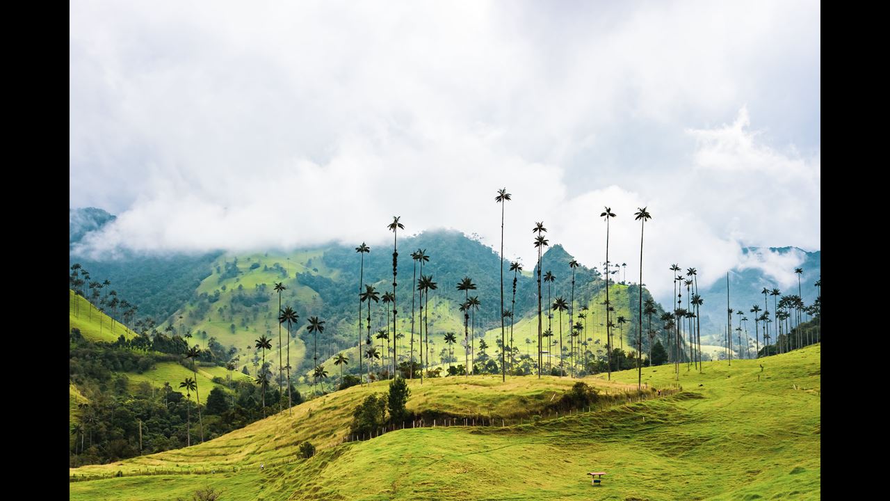 Tour Filandia, Salento Y Valle De Cocora foto 1