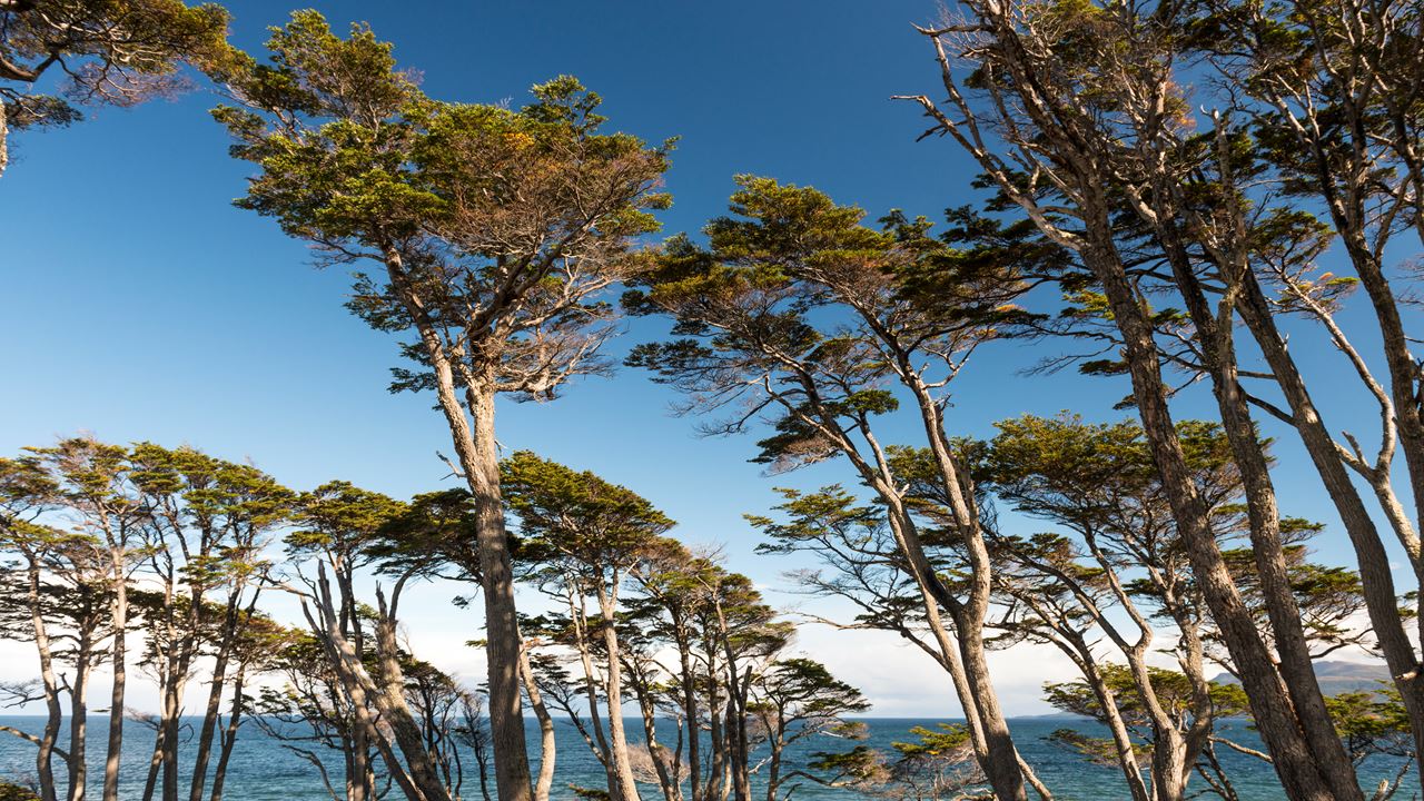 Tour Fuerte Bulnes, Strait Park foto 6